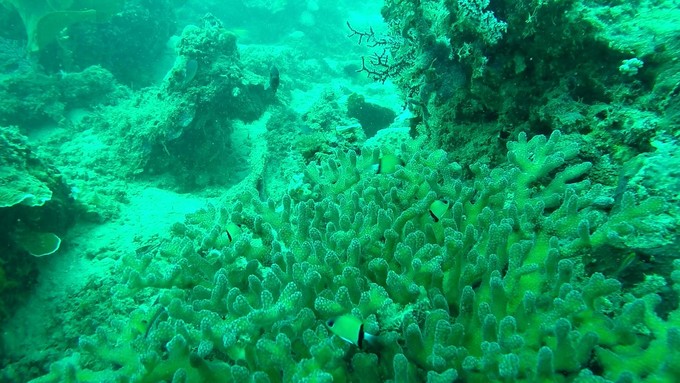 菲律宾潜水游记 (回忆菲律宾潜水的时光)