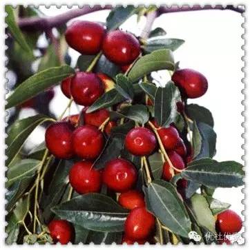 品尝山西红枣游览三晋名胜