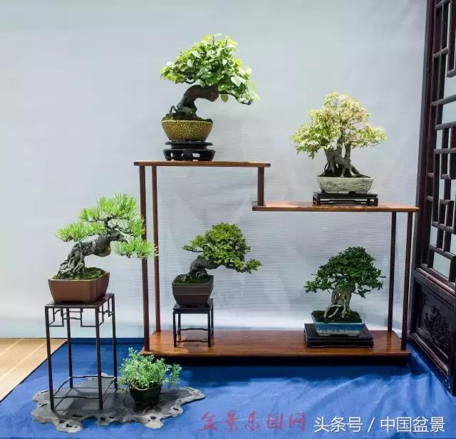 哪些野草适合微型盆景,小品盆景和微型盆景有区别吗