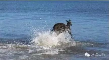 一只袋鼠不知为什么就向大海游去,只剩一片茫然