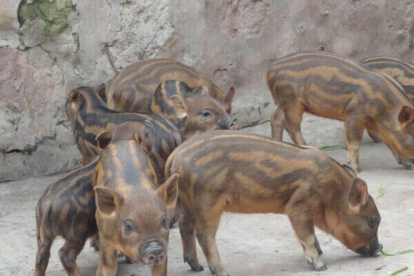 农村养殖小动物养什么好,动物养殖基地有哪些