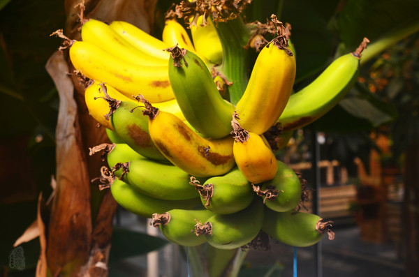 吉林市神农庄园视频,吉林神农庄园温泉度假村