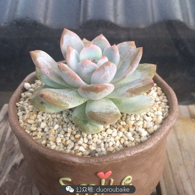 多肉植物新手养护指南最新,多肉植物养护的基础知识