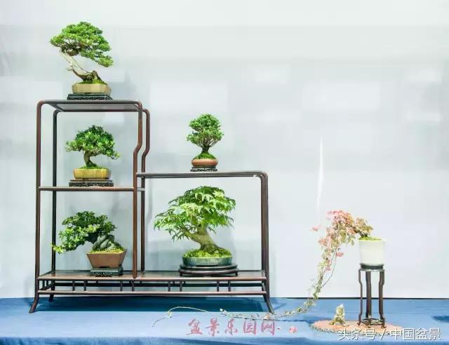 哪些野草适合微型盆景,小品盆景和微型盆景有区别吗