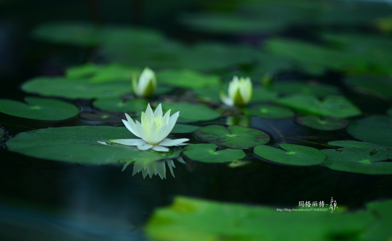 辰山植物园睡莲拍照,行摄洪湖荷花展