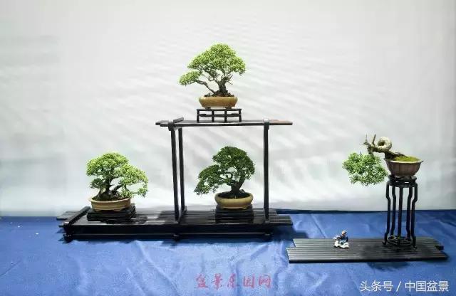 哪些野草适合微型盆景,小品盆景和微型盆景有区别吗