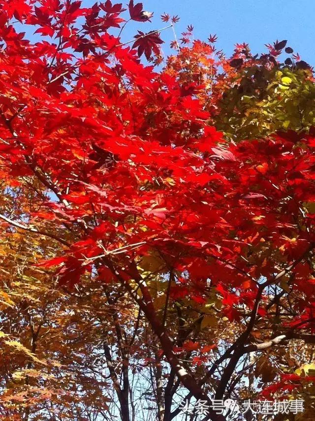 大连庄河天门山一日游,大连庄河天门山国家森林公园