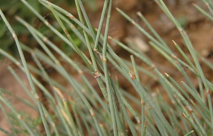 伤寒论的伤寒有几种含义,伤寒学和伤寒论区别