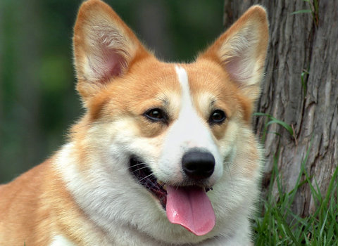 狗狗名字呆萌霸气,狗狗名字不可随便