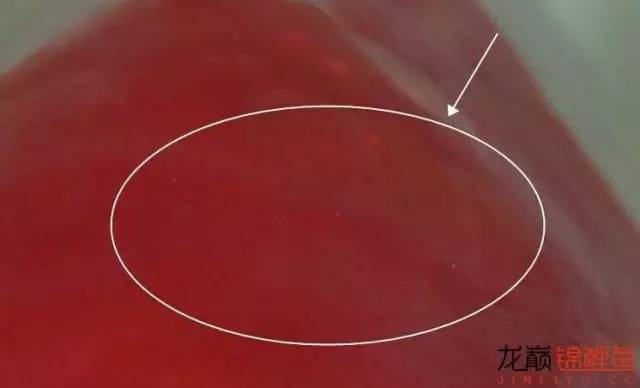 一招消除白点病,一招教你解决白点病