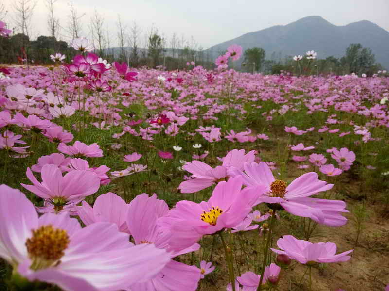 东楚风s带您提前体验阳新乡博园