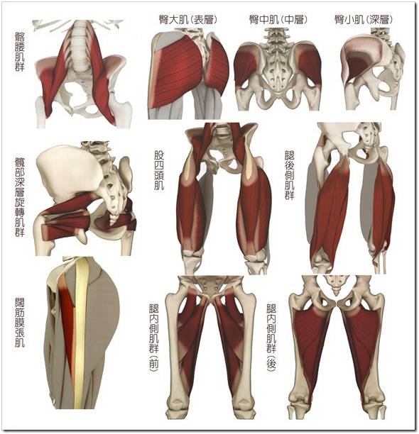 跑步经常膝关节痛?不妨试试从“髋”入手