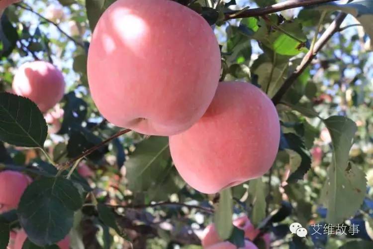 艾维wwoofer之：从艾维的世界路过