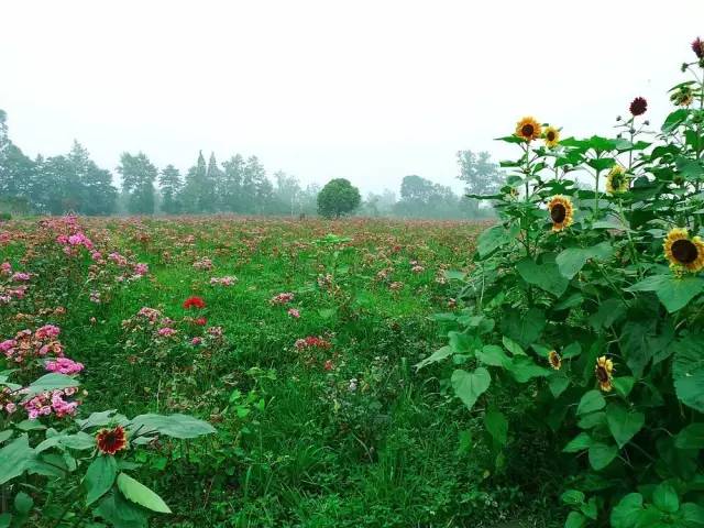 成都主题乐园推荐,成都新增的主题乐园