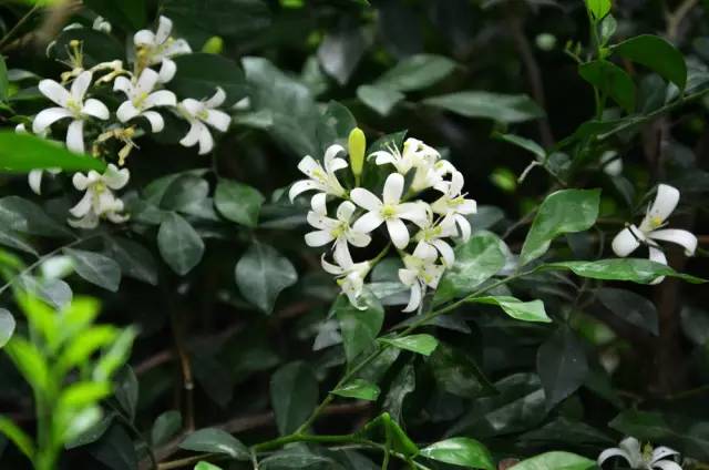 120年，你绝不可能错过的一种“川大之美”