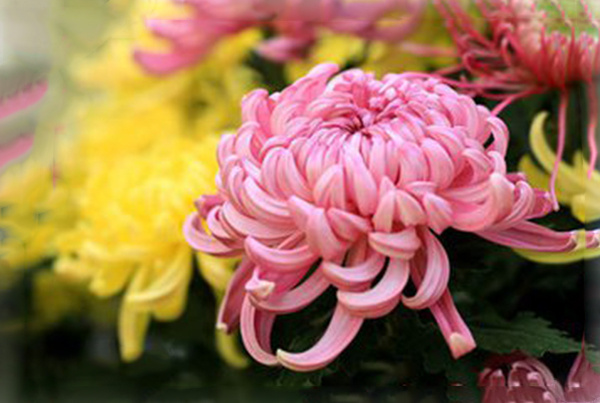 各地重阳节的风俗有哪些,全国各地重阳节有哪些民俗活动