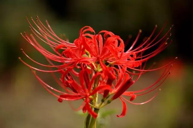 这十二种野菜有毒千万不要吃,这七种野菜有毒不能吃