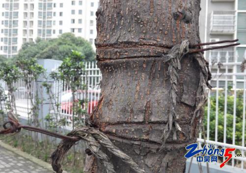 树木支架固定会不会伤树,栽树用钉子固定可以吗