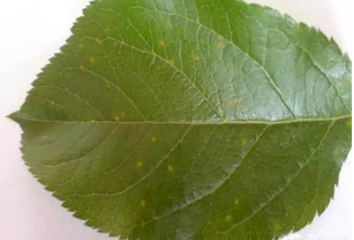 苹果果锈发生原因及防治办法,苹果锈病和锈果病的区别