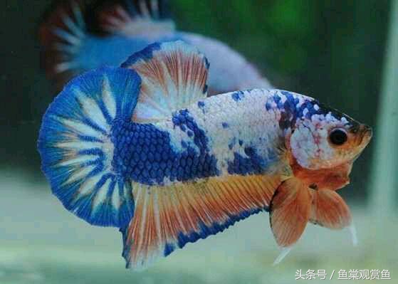 泰国斗鱼有多吸引人,泰国斗鱼动来动去