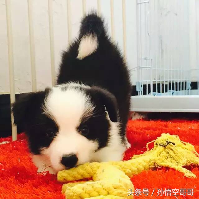 那些年我们养的萌宠,最聪明的边境牧羊犬好养不