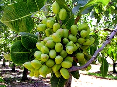 最养胎的九种坚果,坚果有哪些种类怀孕不能吃的