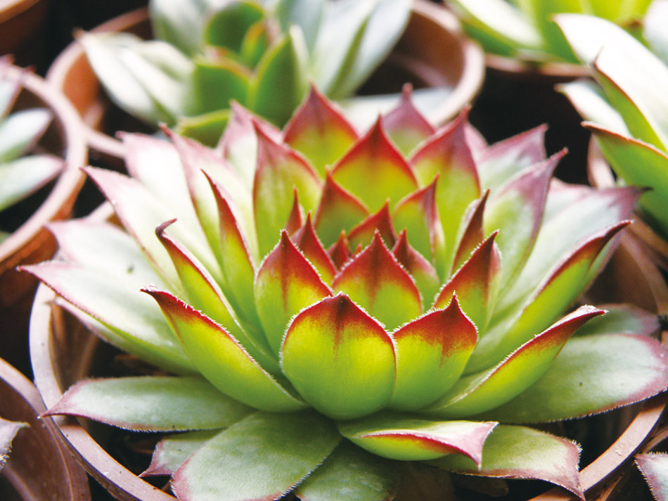 家庭阳台盆养兰花幼苗怎么种植,家庭常见的盆栽花卉养殖方法