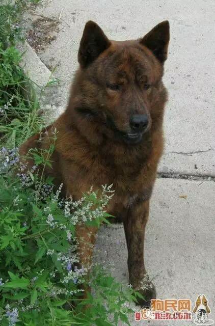 中国的土狗有哪些品种,中国最凶猛的十大土狗