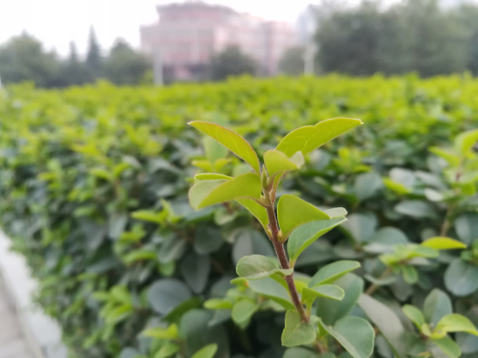 荣耀畅玩6x黑色面板,荣耀畅玩6x双摄拍照效果怎么样