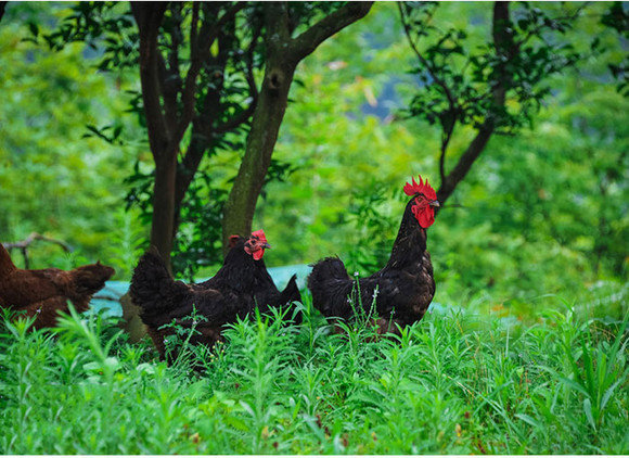 养殖散养土鸡利润多少钱,普洱林下散养土鸡生态养殖
