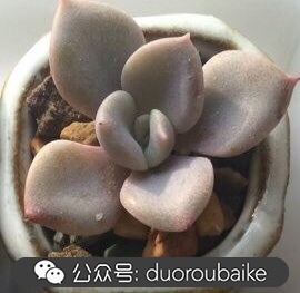 小盆多肉浸盆,小盆养多肉还用陶粒吗