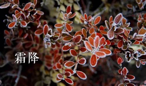 补冬不如补霜降,养生立冬补冬怎样补才靠谱