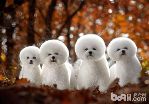 狗狗毛发日常养护,哪种小体狗狗毛好打理些