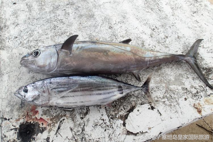 塞班岛旅游浮潜,塞班岛游玩项目地图