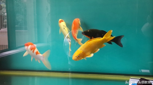 家里锦鲤鱼的养殖方法和注意事项,家庭室内鱼缸养锦鲤鱼几天喂一次