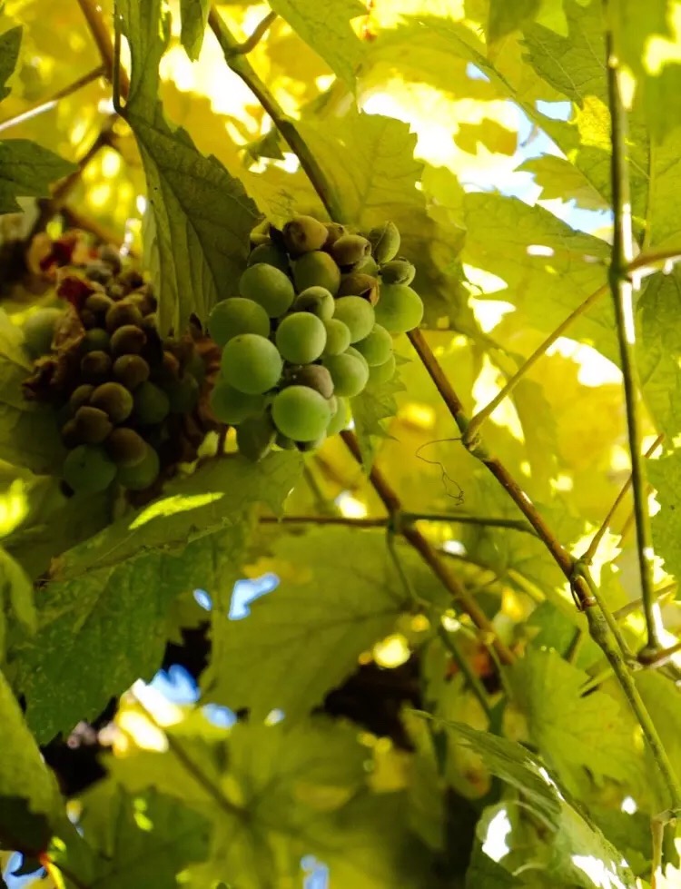 心中有爱人生才能一路芬芳,心若有阳光一路都是芬芳