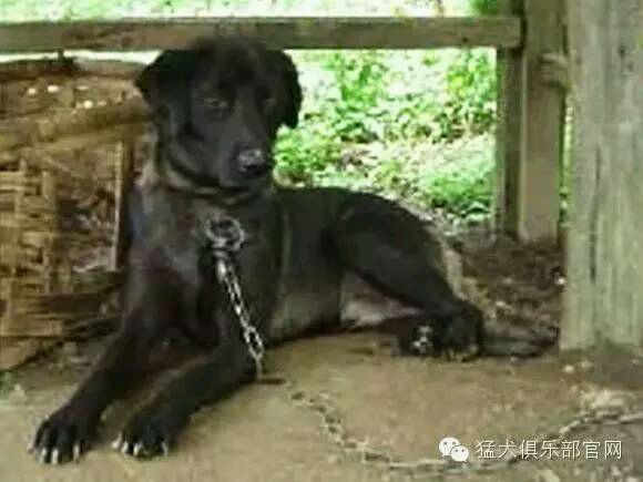 中国的土狗有哪些品种,中国最凶猛的十大土狗