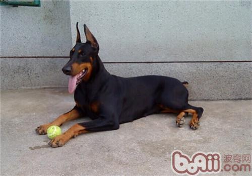 什么狗狗毛发比较软好养,掉毛少好打理的狗狗