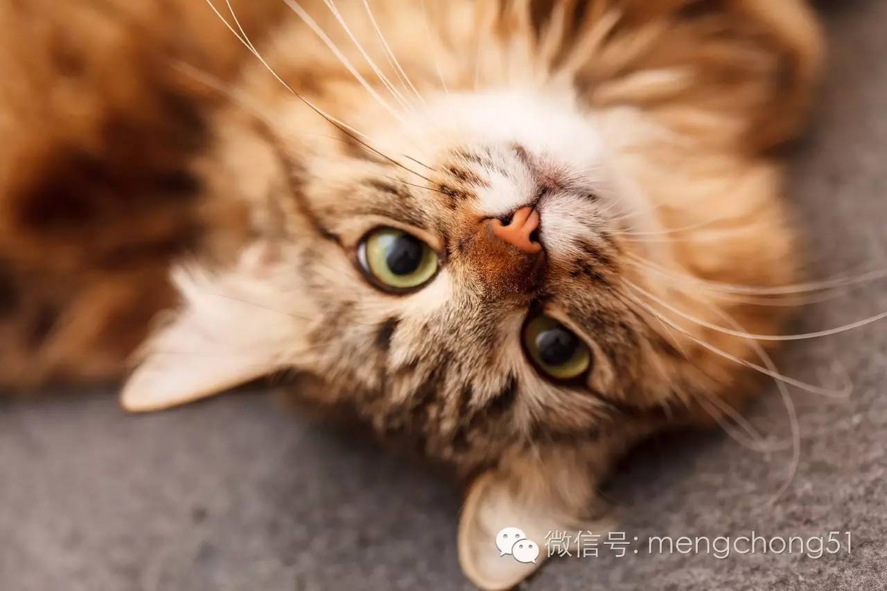 猫咪感染猫瘟怎么解决,猫咪打预防针还会感染猫瘟么