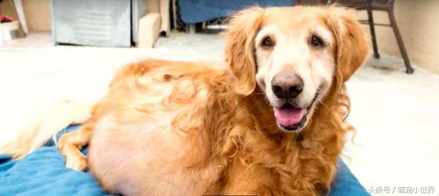 男子肚子大如球,狗狗肚子上有个超大的肿瘤