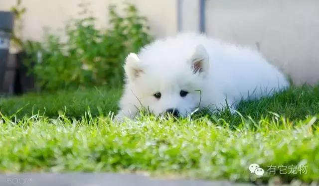 此生一定要养一只萨摩耶,相爱相杀的萨摩耶