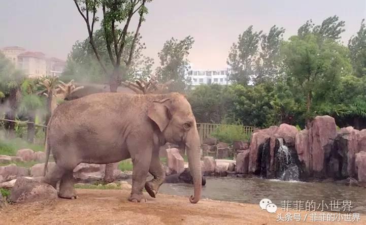周记秋游上海野生动物园,上海野生动物园春秋游