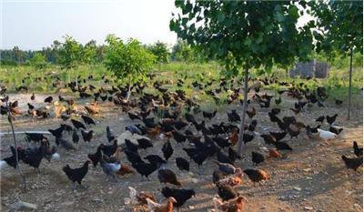 养殖散养土鸡利润多少钱,普洱林下散养土鸡生态养殖