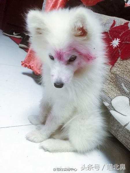 小猫吃猫砂会中毒吗,猫奴求助