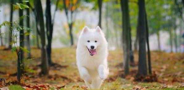 萨摩耶幼犬细小治愈几率大吗,一岁多的萨摩耶容易得细小吗