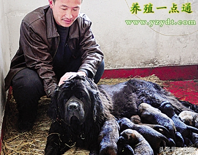 藏獒下崽怎么护理,藏獒的孕期是多久