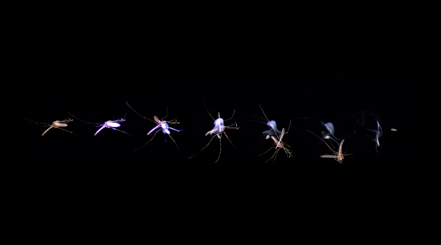 微软前CTO创造的蚊子大杀器到底有多牛？