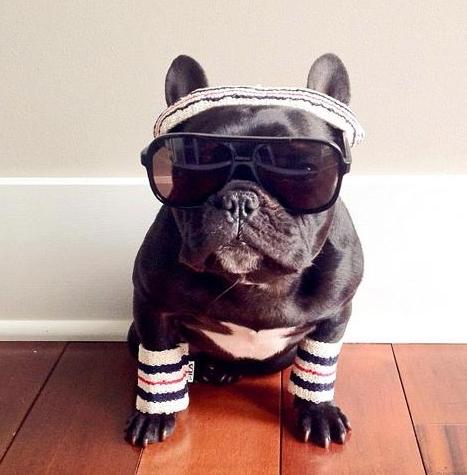 养斗牛犬应该注意什么,斗牛犬怎么养才好