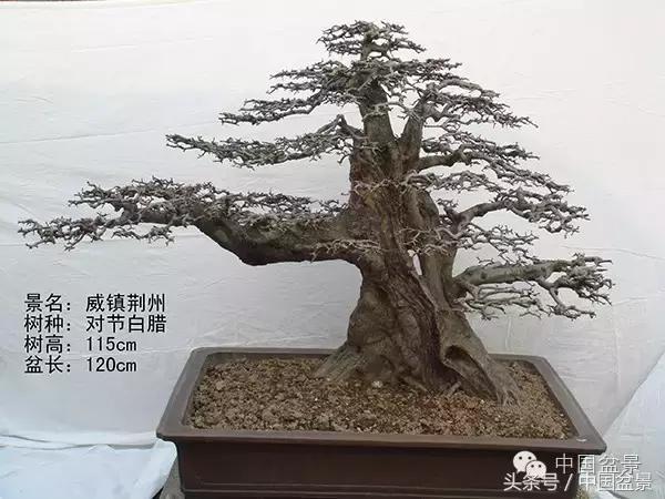 蚊母盆景的养殖方法,盆景中华蚊母的小叶叶片图片