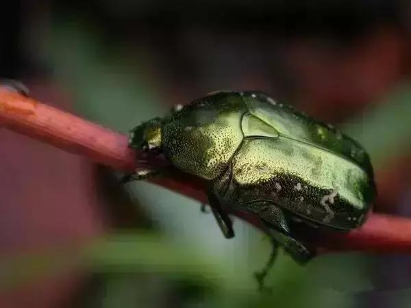 8090后养过的宠物,盘点那些年养过狗狗的视频